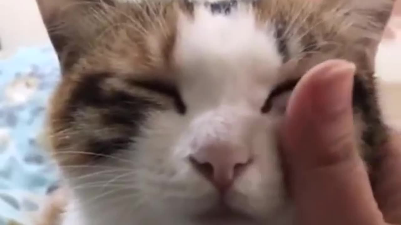 Cute cat video ever 🤔😂🤗😍