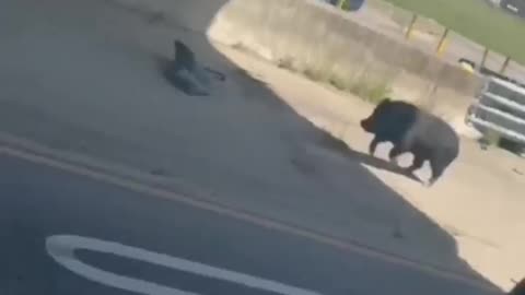 🐷🚔 Cop chasing a pig?