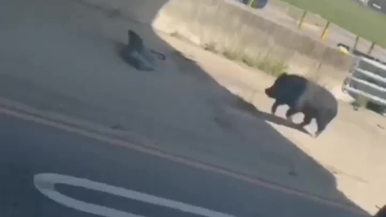 🐷🚔 Cop chasing a pig?