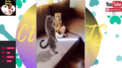 Animais Engraçados Funny Animals Channel 🐶🐱