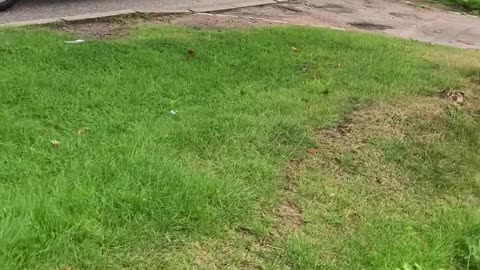 Arnold Clark dual control car sept 2023