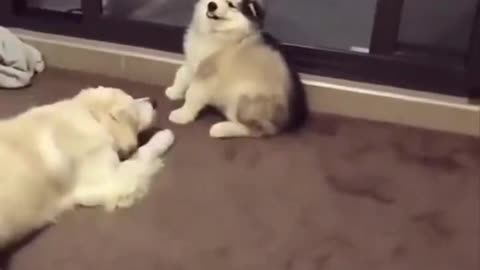 Cute and funny animals videos 🐱🐶