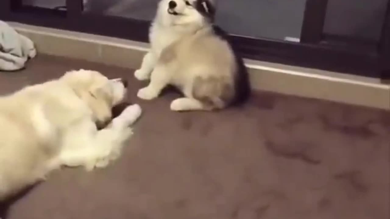 Cute and funny animals videos 🐱🐶