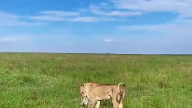 Can the lion chase the leopard? Animals Everything has the spirit of animal world Africa impression