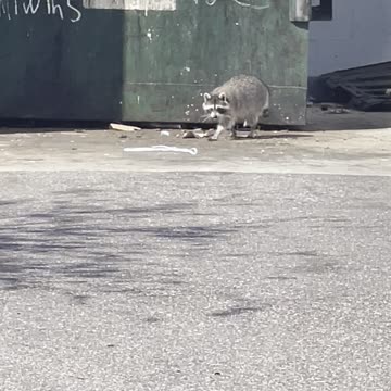 Dumpster Diving is Embarrassing