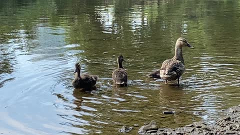 Duck family of 3 Ducklings 3