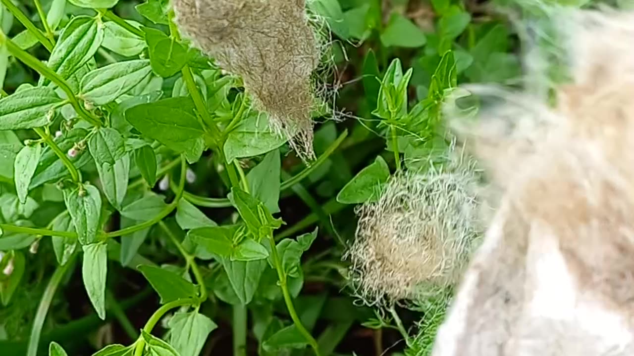 Bicho estranho em casulo