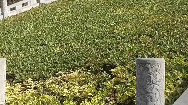 Did you see the big tripod above?