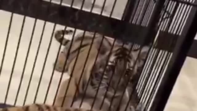 Golden tabby tigers