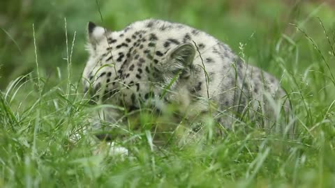 Schneeleopard putzt sich