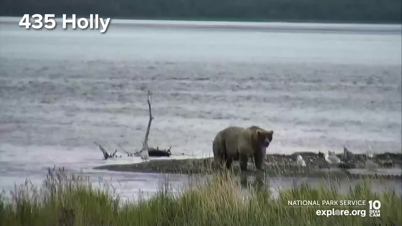 32 Chunk, 435 Holly and More are Back for the Fall Feast | Best of Bear Cam