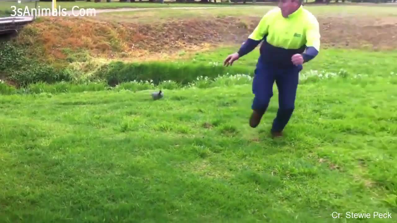 Funny animal chasing and scaring people