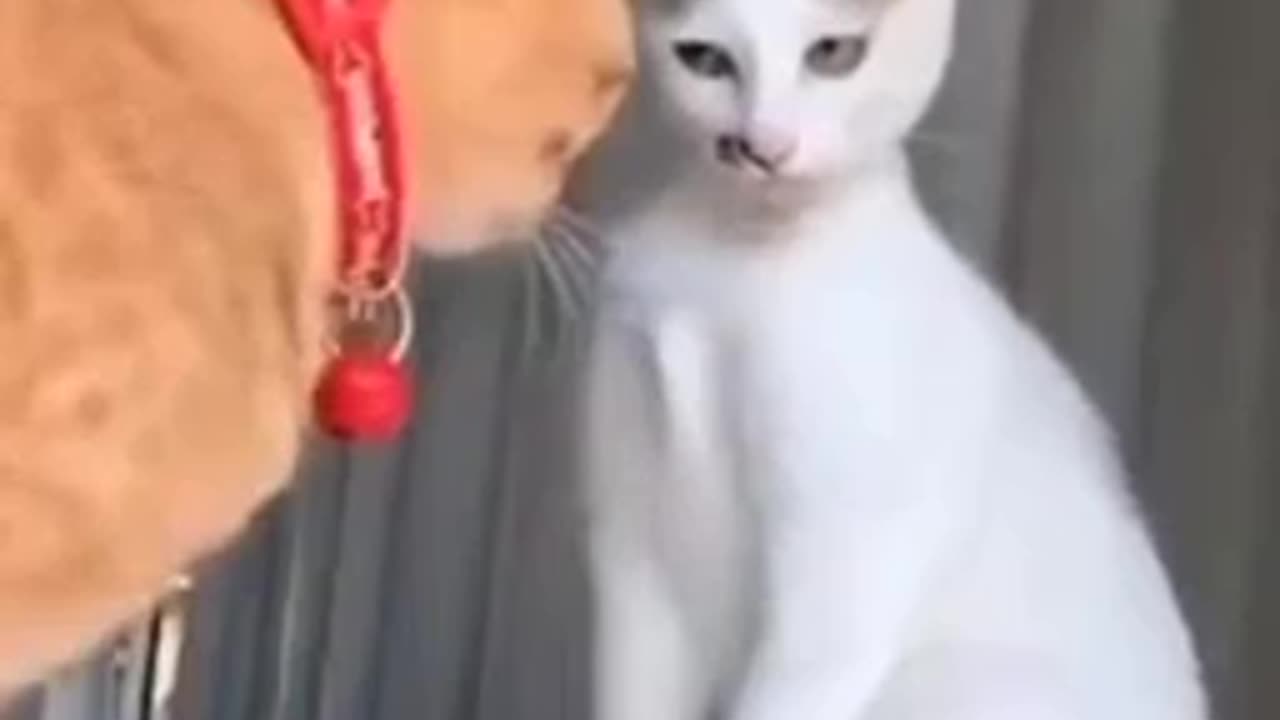 Mean cat