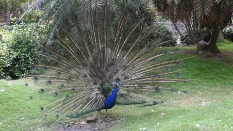 Beautiful Peacock zoo