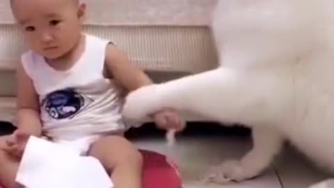 Dog funny video