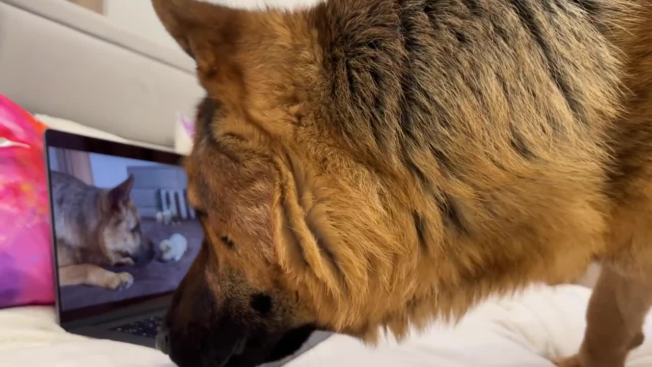 Funny German Shepherd Watching Himself on Youtube!