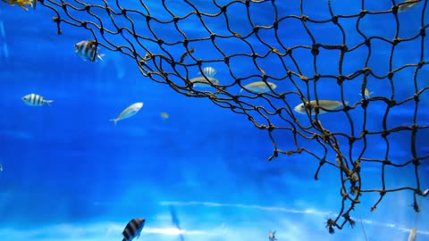 Fishes Swimming Around a Net||1080p||New fish Net