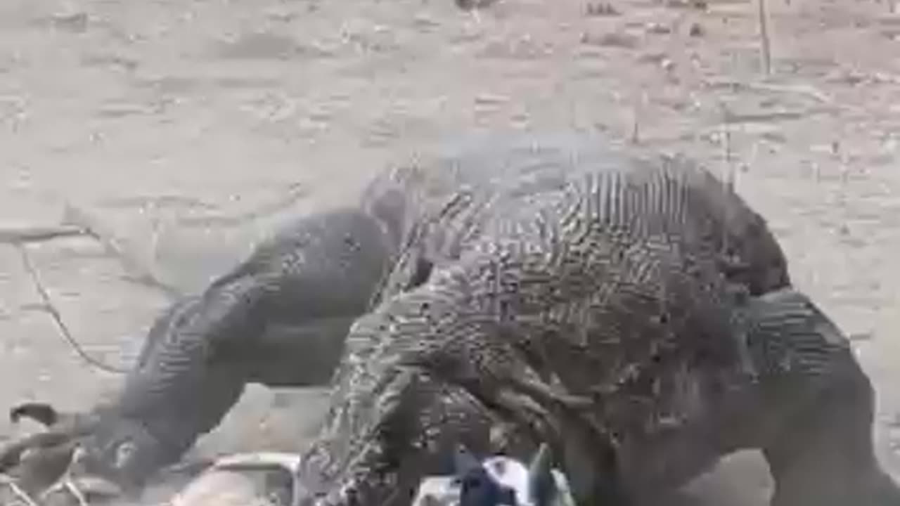 Fastest attack of the true dinosaur on earth