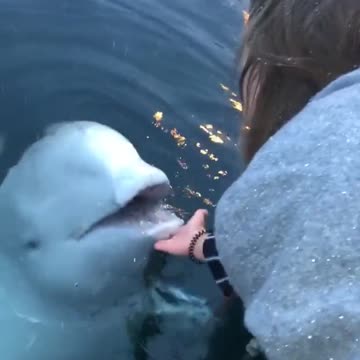 Beluga Whale Returns A Cell Phone To The Girl Who Dropped It