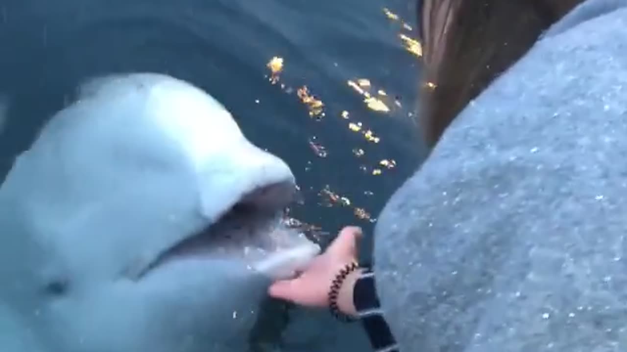 Beluga Whale Returns A Cell Phone To The Girl Who Dropped It