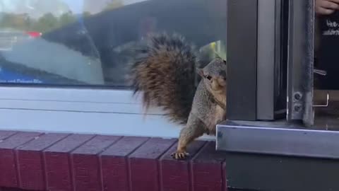 Can I have a snack!!🐿️