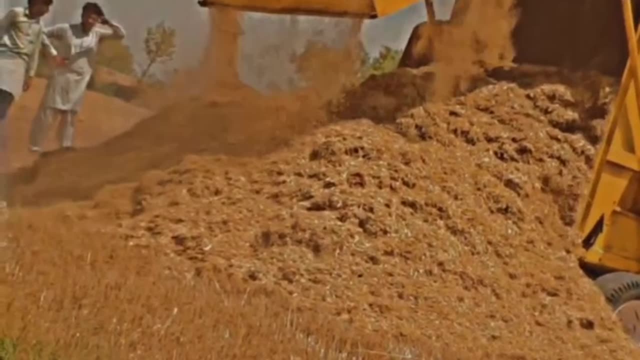 Farming At Village Wheat Crops