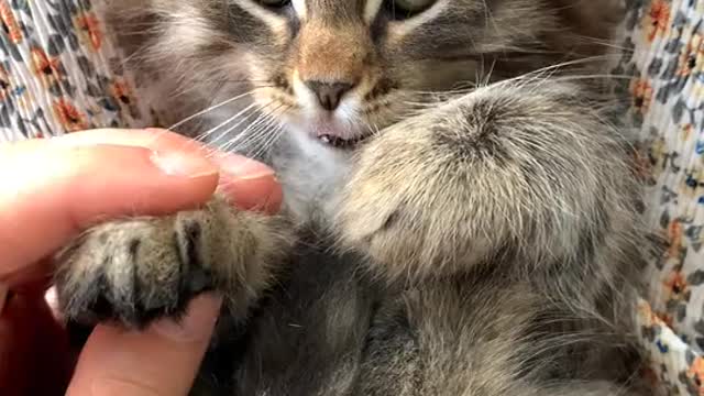 THE PLAYFUL KITTEN
