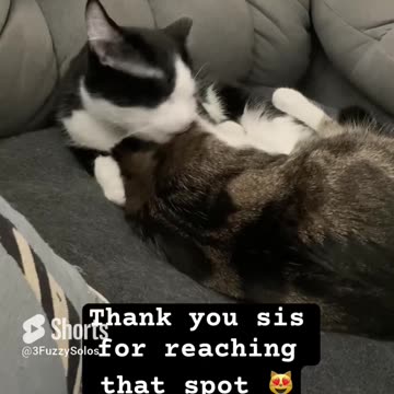 You’re getting a bath whether you want it or not #CatBath #HelpReachThatSpot #SisterlyLove