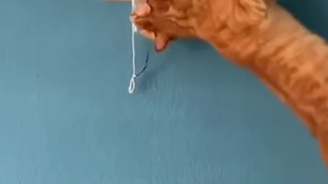 Funny video