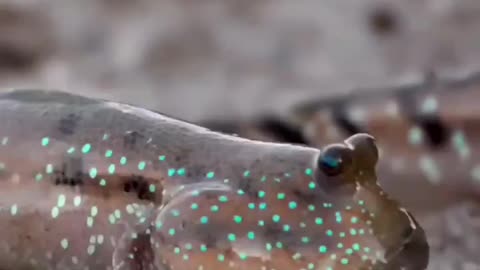 The Mudskipper Is Adorned With Two Bulging Eyes Atop Its Head The Frog Like Eyes Are Able To Move Independently From One Another Giving The Fish The Ability To See 360 Degrees Around!