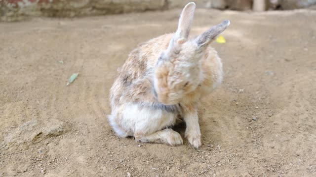 Got some Carrots?!