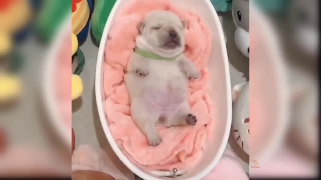 Baby Dogs: 24 of the Cutest and Funniest Dog Videos | Aww Animals