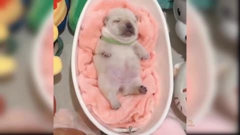 Baby Dogs: 24 of the Cutest and Funniest Dog Videos | Aww Animals