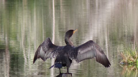 Double-Crested Cormorant