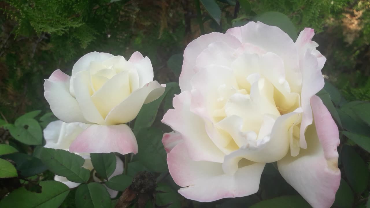 White fresh roses