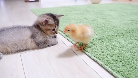 Looking back on how kitten Kiki met tiny chicks for the first time
