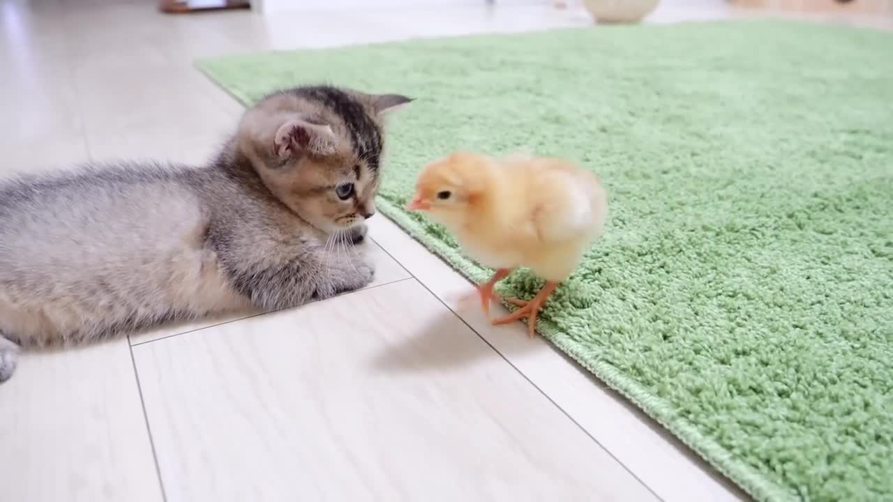 Looking back on how kitten Kiki met tiny chicks for the first time