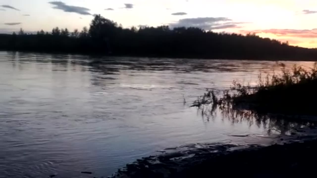 Beaver swimming up the North Saskatchewan River