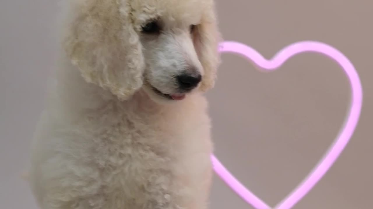 A cute poodle