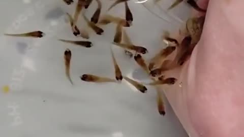 Omg the fish gave birth to small babies 😱😯😯😯