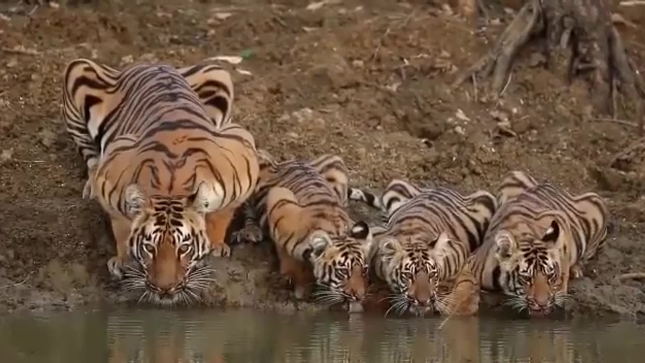 Wildlife