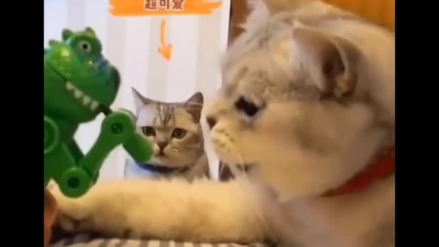 Funniest Cats 😹