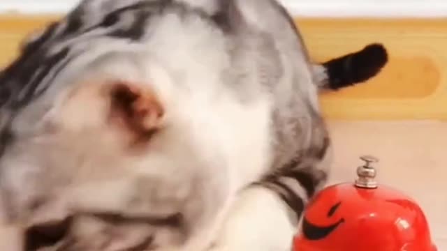 Funny Cat Video