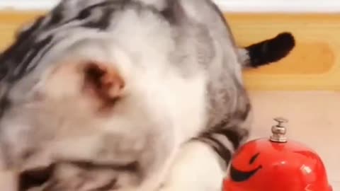 Funny Cat Video