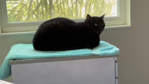 Cute Precious Piper is My Little Christmas Sweet Loaf - Adopting a Cat from a Shelter Vlog