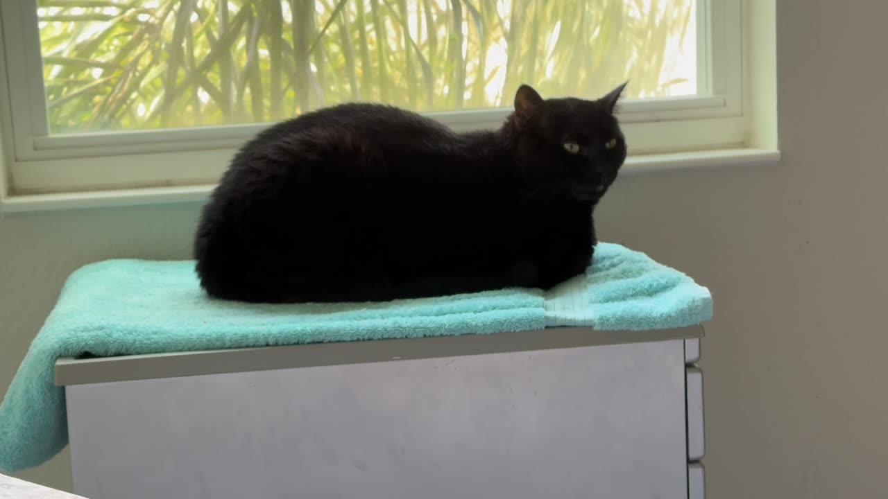 Cute Precious Piper is My Little Christmas Sweet Loaf - Adopting a Cat from a Shelter Vlog