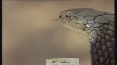 Snake fight