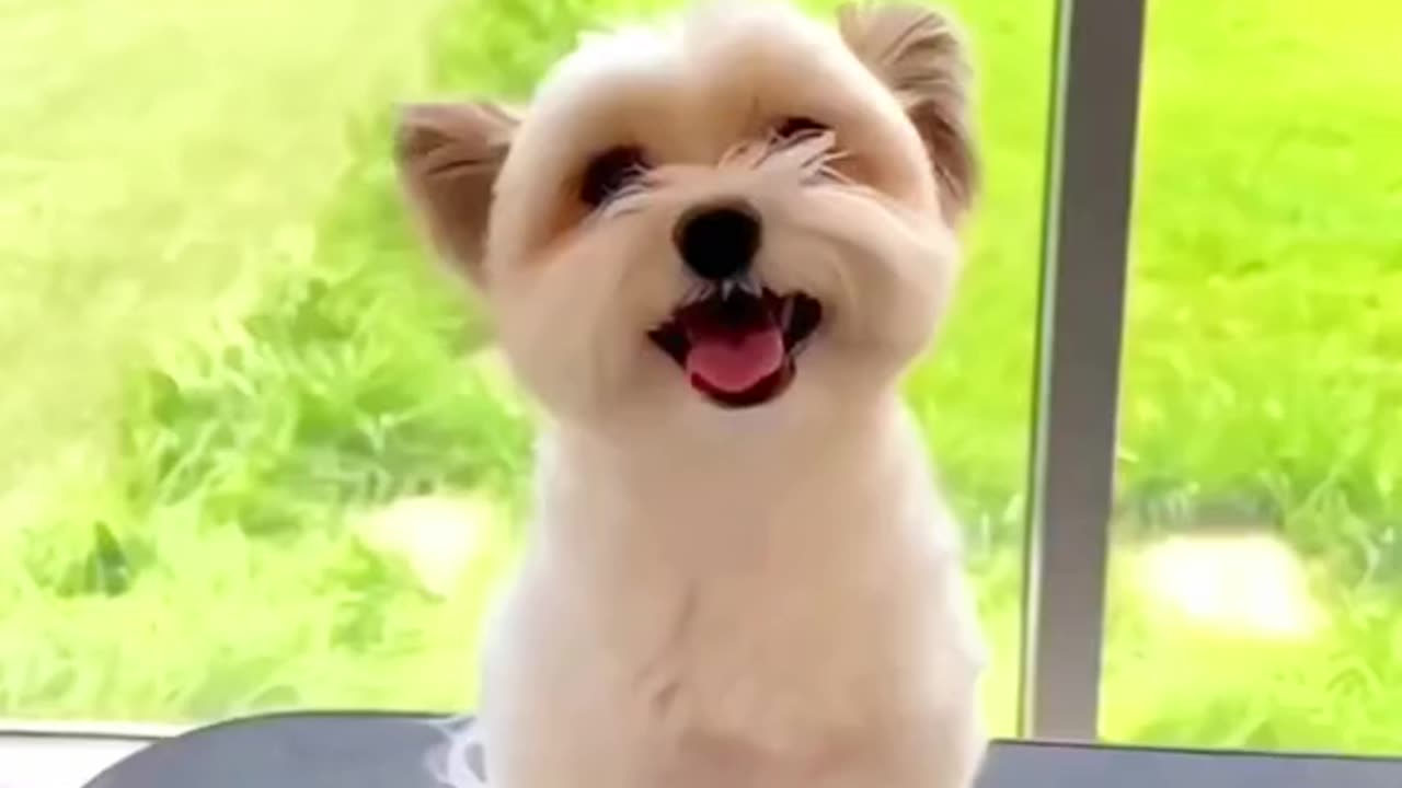 Funny dogs