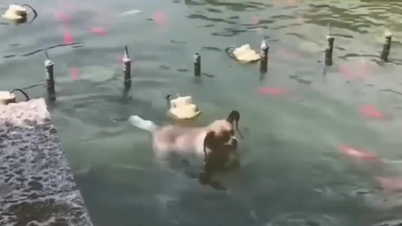 Cat Dogs fun