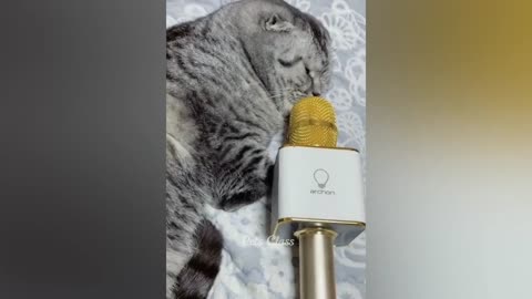 Funny Animal Videos 2024-Funniest Dogs And Cats Videos #35
